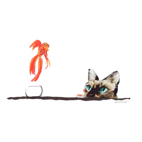 el gato vigila a pez